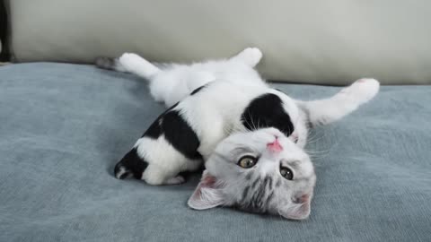Kitten's Reaction To Seeing Newborn Puppy For The First Time Is Heartwarming