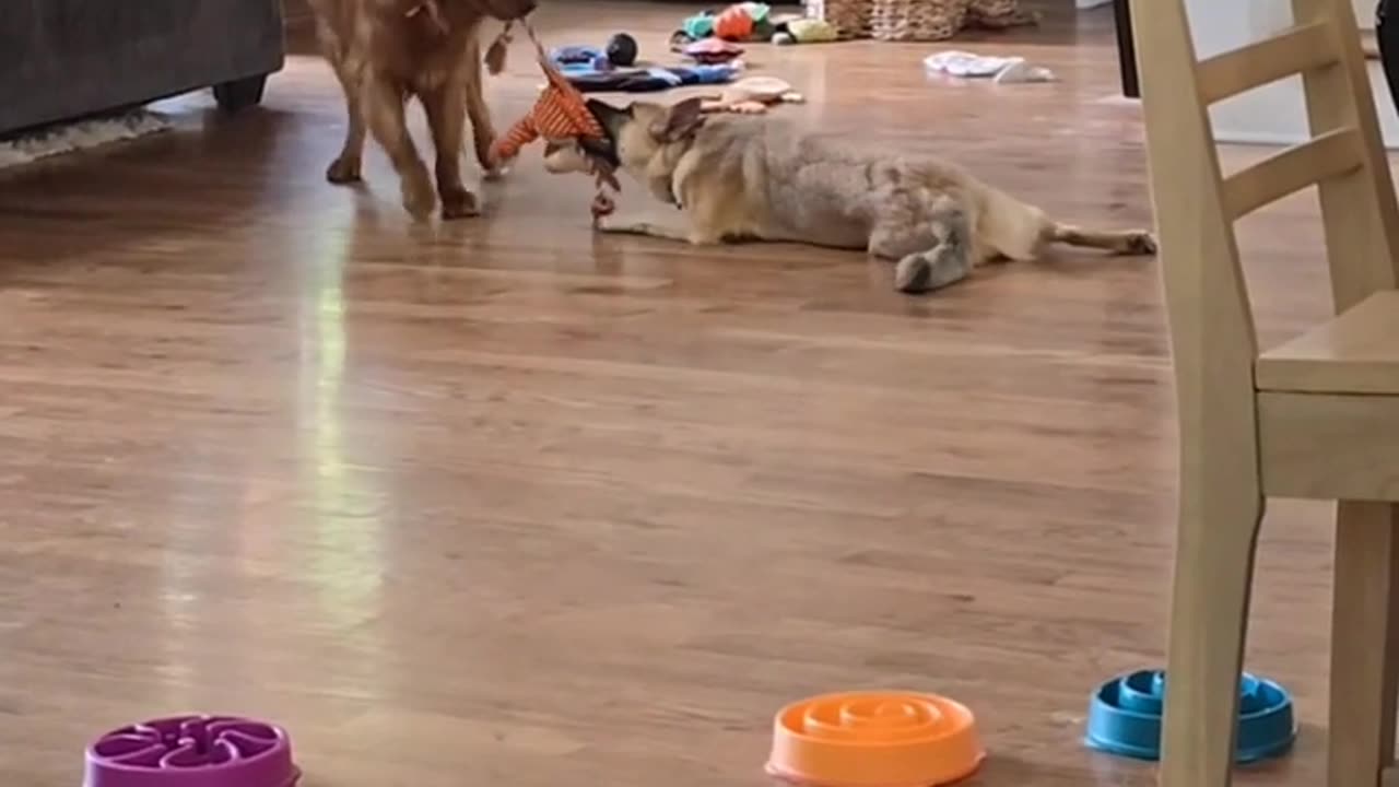 🤣😴 Play vs Nap Battle: This Hilarious Struggle Is Too Real! | FunFM