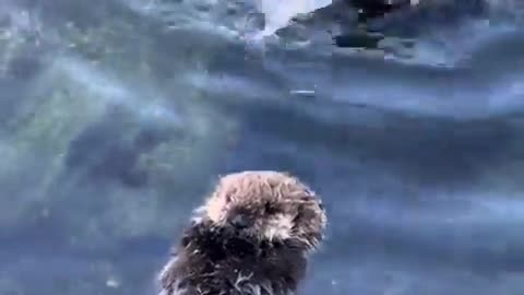 🐧🌊 Watch This Adorable Sea Otter Pup Master Floating! | FeedMyCuriosity