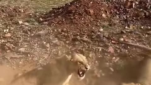 Angry Lions