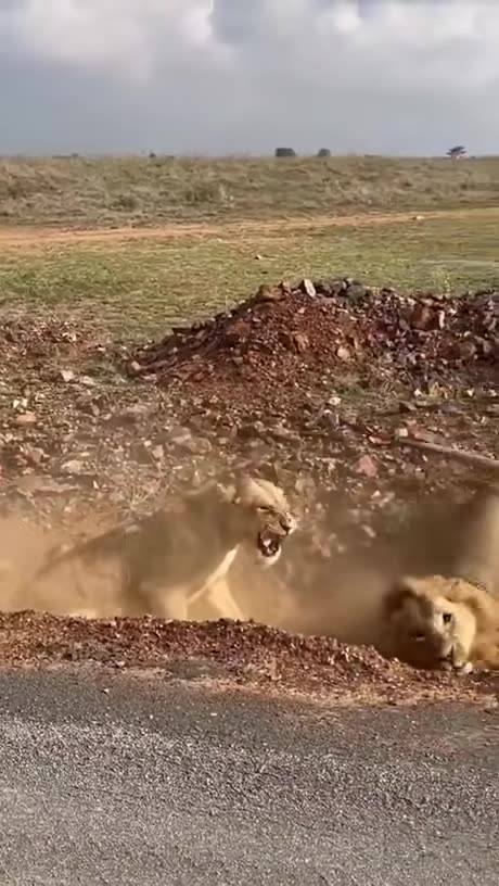 Angry Lions