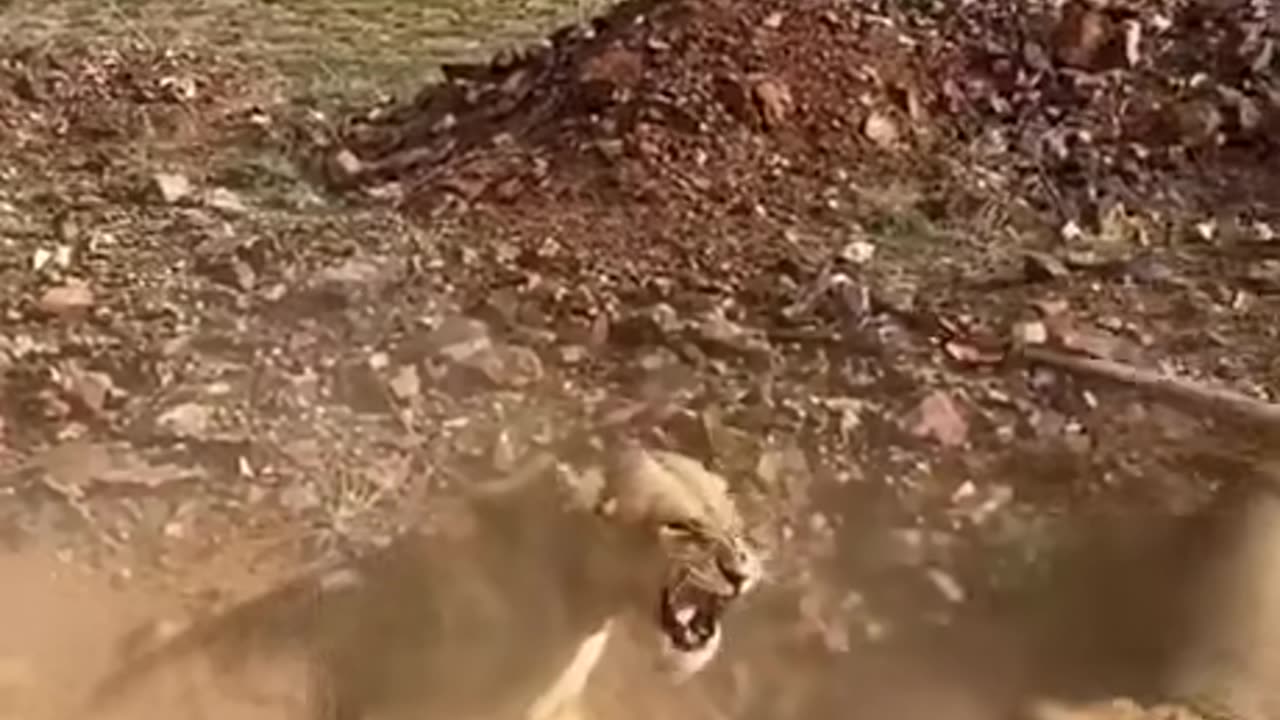 Angry Lions