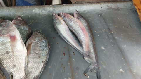 Fresh River-Caught Catla Fish! 🐟 Straight from Nature