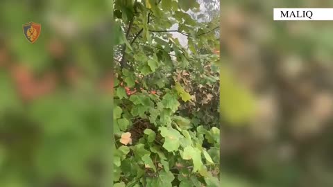 Maliq/ Ndezi zjarr për hapje kullotash, përfundon në pranga arrestohet 26-vjeçari