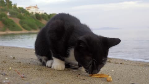 Cat eating dropped fries