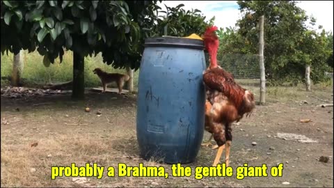 "This is NOT a Turkey – It's the World's Largest Rooster!"