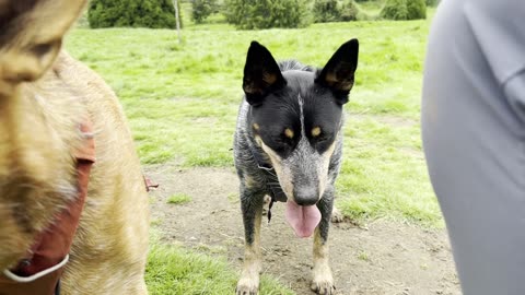 Waynes park patrol 29082340982