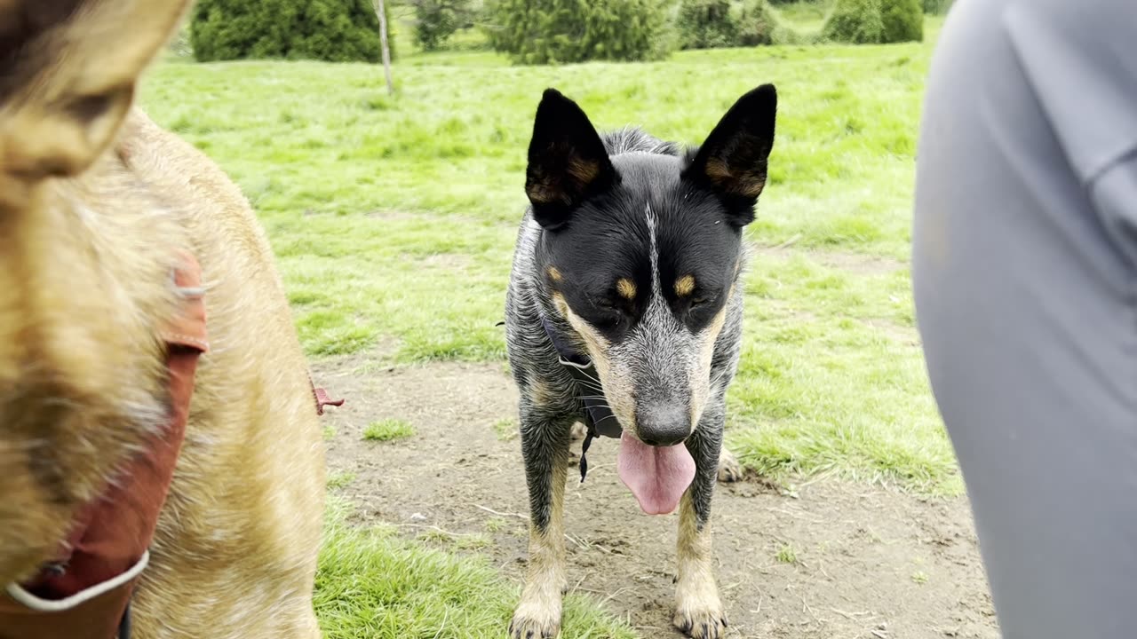 Waynes park patrol 29082340982