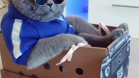 Handsome cat