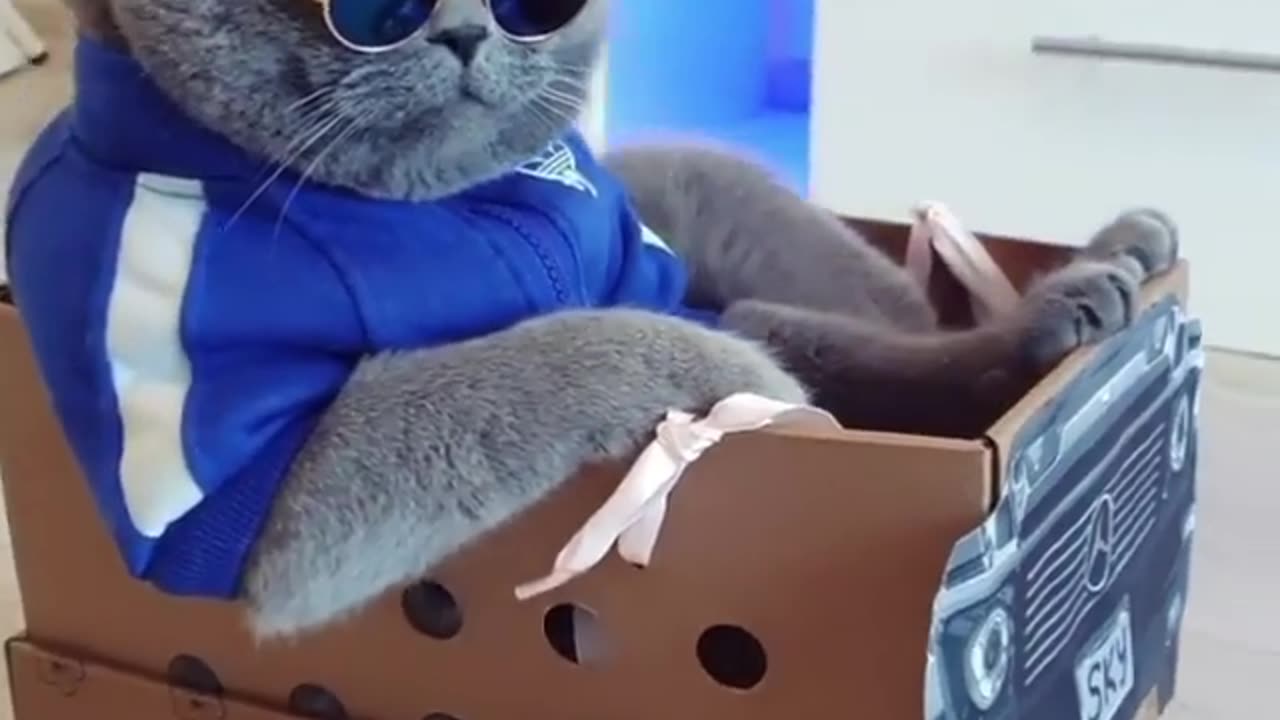Handsome cat