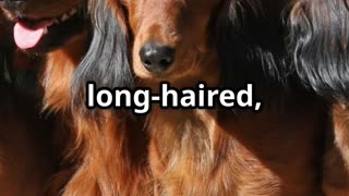 🐶 Dachshunds The Fearless Badger Hunters Turned Beloved Companions 🐶