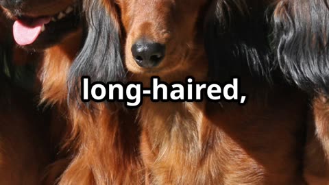 🐶 Dachshunds The Fearless Badger Hunters Turned Beloved Companions 🐶
