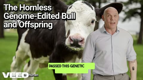 Introducing the Future of Dairy Farming: The Hornless Genome Edited Bull and Its Offspring