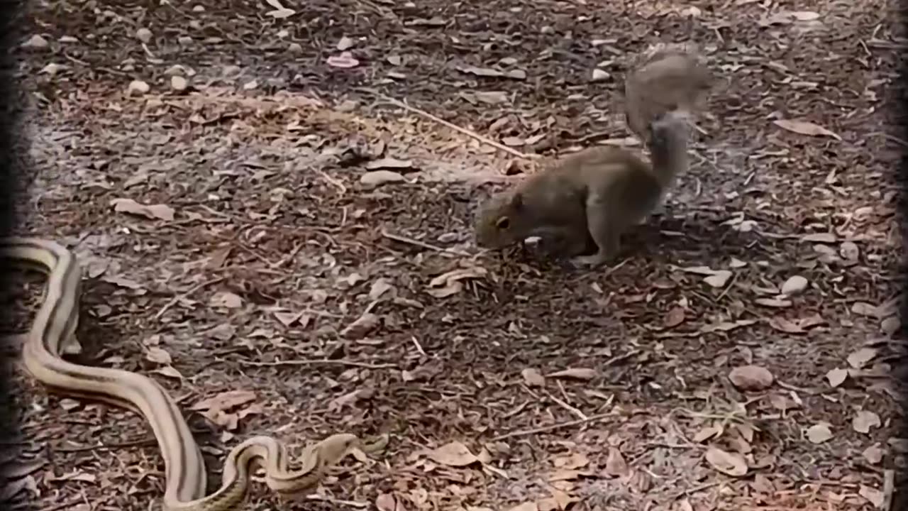 Squirrel challenges snake to see who is stronger