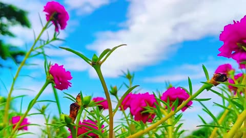 #foryou #vairalvideo #foryoupage #foryoupageviral less