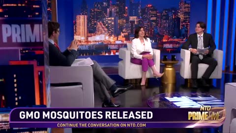 Primetime Unscripted - Swarms of GMO Mosquitoes Released in America