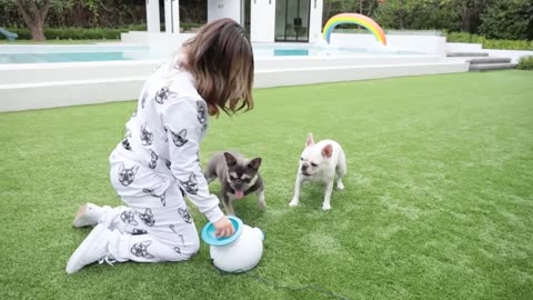 TRYING MORE FUN DOG PRODUCTS! - YouTube