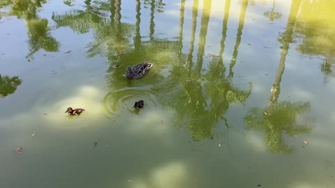Momma Duck and Her Babies