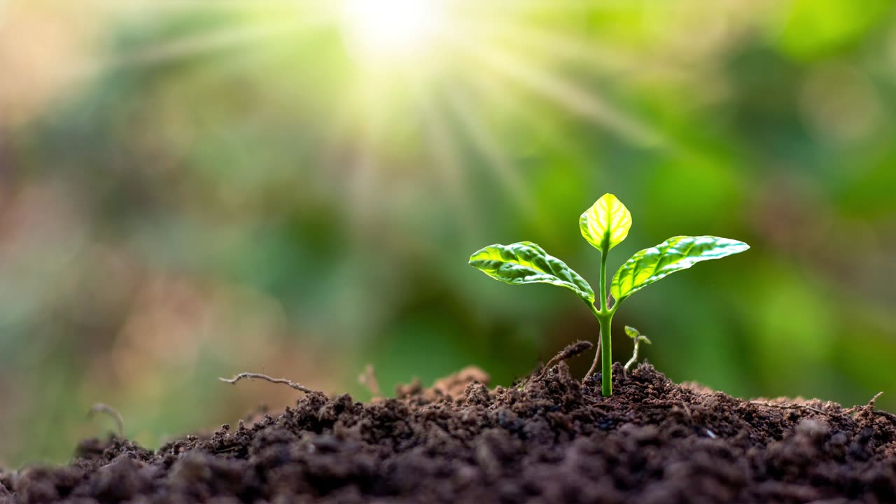 Face Fears 🦁 Herbal/Plant Frequency 🌼 528hz 💫