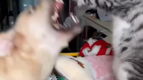Cat and dog fight