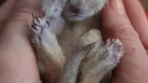 A man rescues an abandoned baby fennec fox after a heavy rain । pets video । fluffy pets ।
