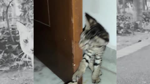 27th July Kitten Vlogs Patch Alt