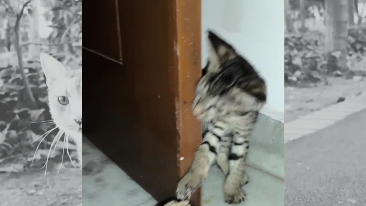 27th July Kitten Vlogs Patch Alt