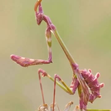 Flower Mantis