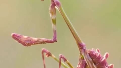 Flower Mantis