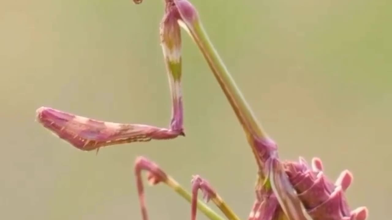 Flower Mantis
