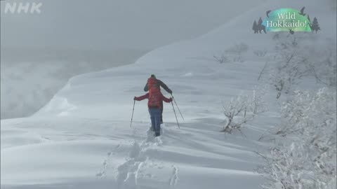 Wild Hokkaido！ 登別カルルスでウインターハイキング