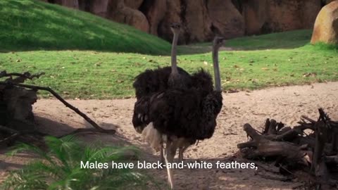 Ostrich: The World's Largest and Fastest-Running Bird