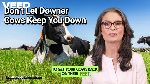 Rising Up:How to Tackle Downer Cows Issues Before They Take Over