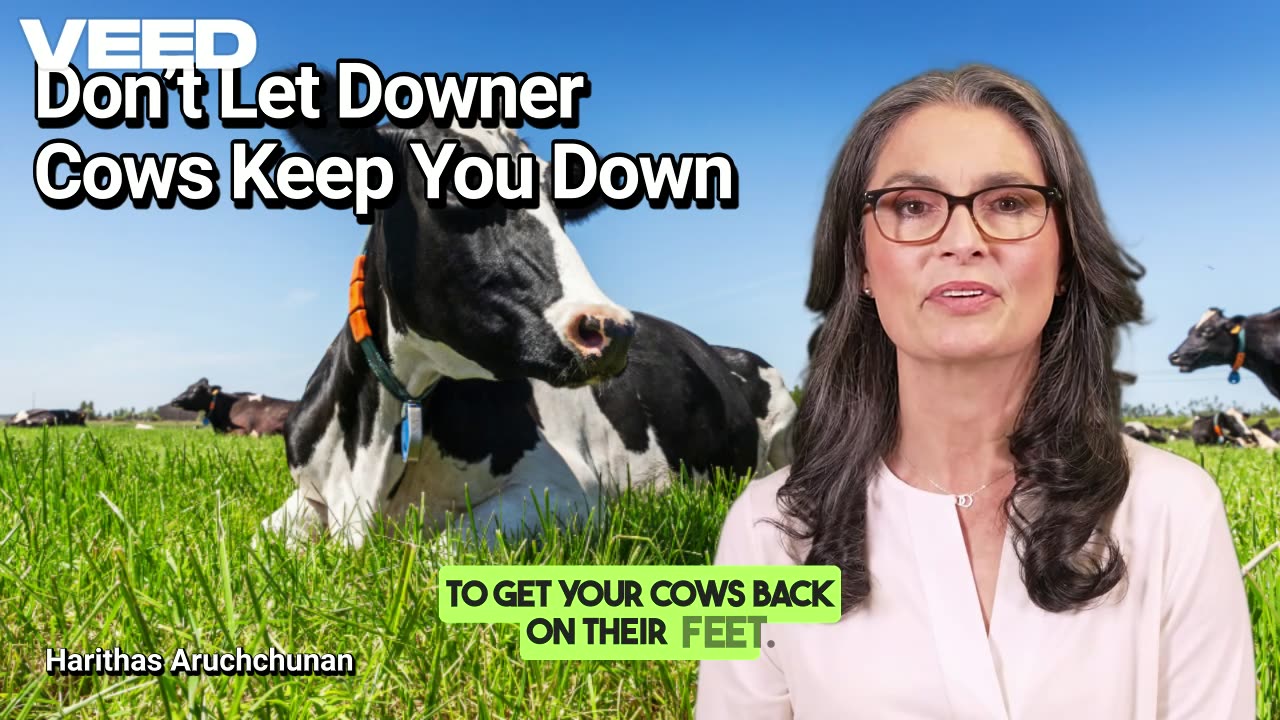 Rising Up:How to Tackle Downer Cows Issues Before They Take Over