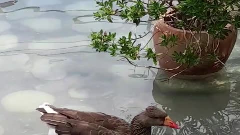 goose
