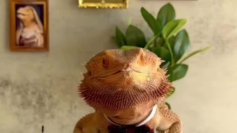 😂👑 So Sophisticated! You Won't Believe This Animal's Move! | FunFM