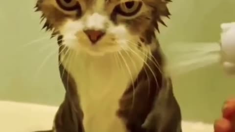 Funny Animal