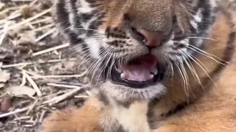 Funny Animal Videos