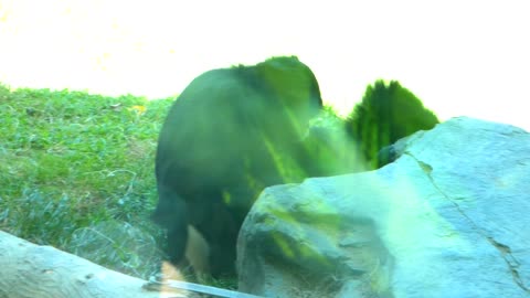 Siamang gibbons grooming