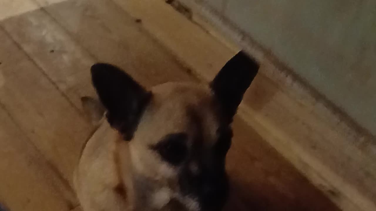 The proposed contestants in a cemetry dog fight to the death