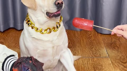 狗子：这吃一口不得要我命啊，我不吃了！！！Dog: This eats a bite and it means my life, I'm not eating anymore!!