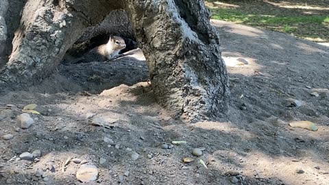 Squirrel! And a Chipmunk