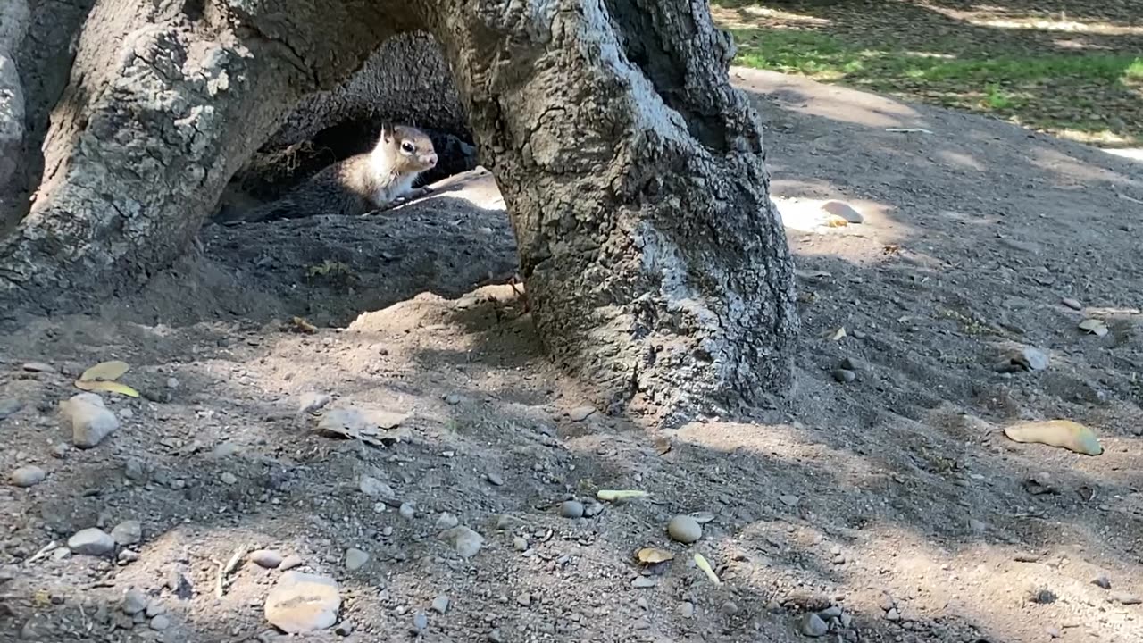 Squirrel! And a Chipmunk