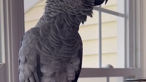 Parrot Says "I LOVE YOU"! 🦜❤️ Cutest Moment Ever!