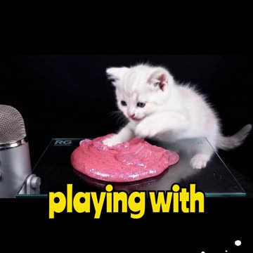 A Cat Running an ASMR Channel? 😺🎧 Playing With Pink Slime!