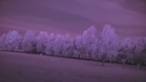 Orb Appears with Trevor and Bailey Hendy at Jaya Sanctuary