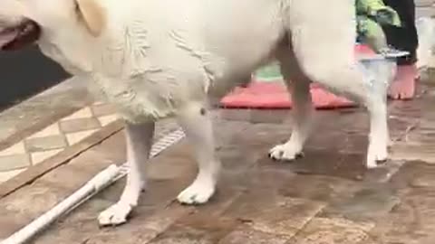 🤣🐶 Rescuing Labrador from Pool Goes Wrong! | FunFM