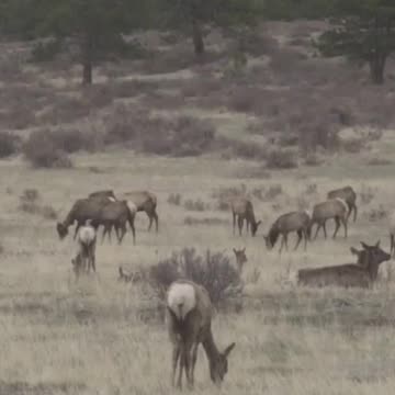 What if...The World Without Apex Predators!?