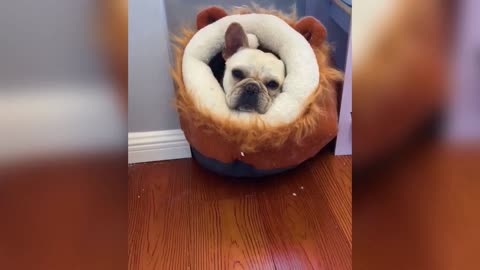 Funny ANIMALS videos🤭 Funniest Cats and Dogs 2025 😸🐶