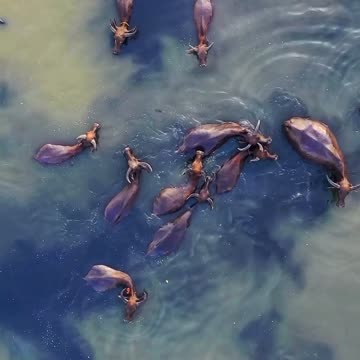 The Dip "Herd" 'Round the World 🐃💦☀️ | Sounds of Nature